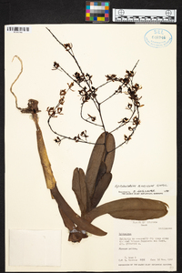 Epidendrum excisum image