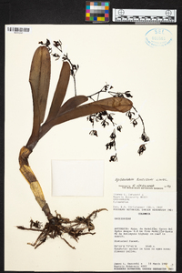 Epidendrum excisum image