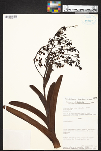 Epidendrum excisum image