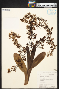 Epidendrum excisum image