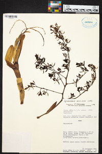 Epidendrum excisum image