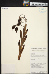 Epidendrum excisum image