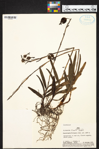 Epidendrum blepharistes image