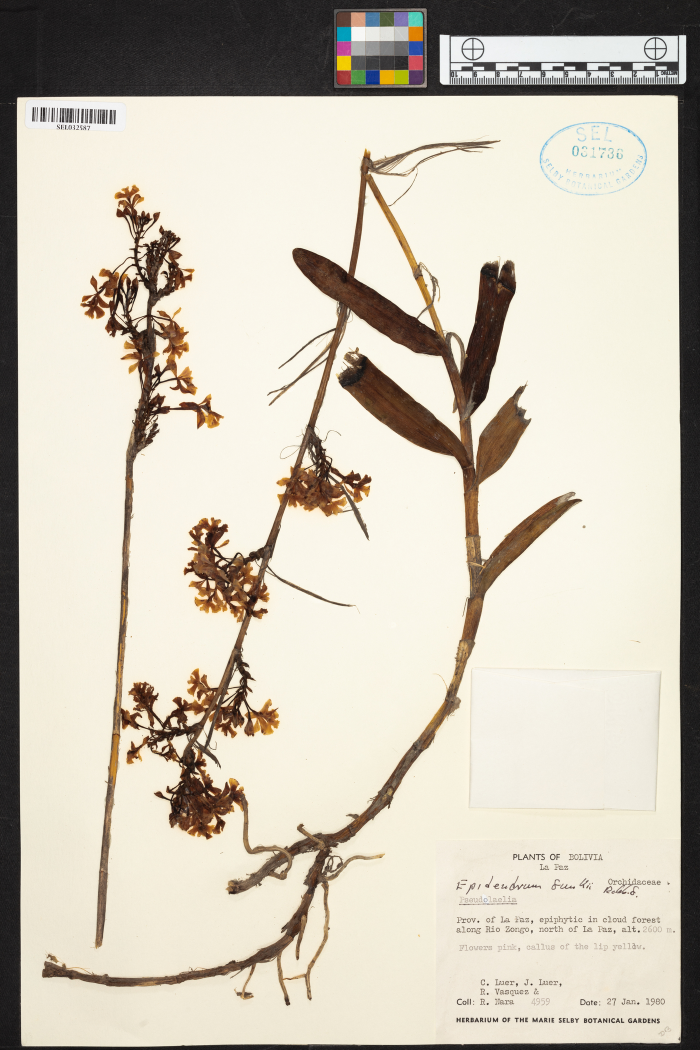 Epidendrum blepharistes image