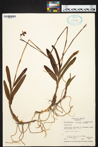 Epidendrum blepharistes image