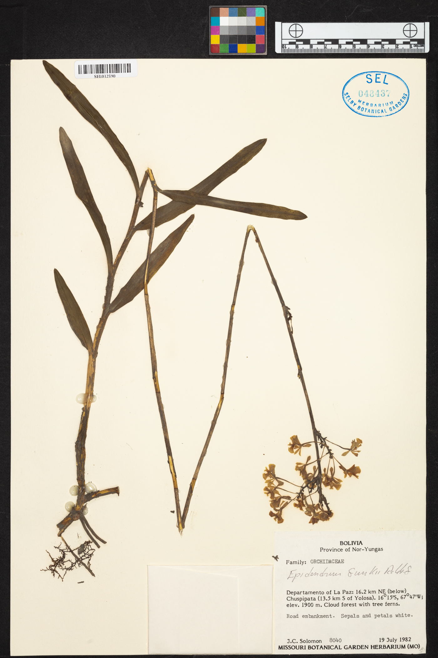 Epidendrum blepharistes image