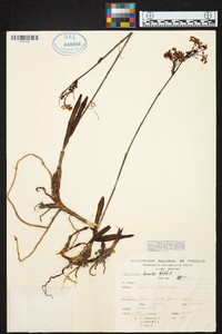 Epidendrum blepharistes image