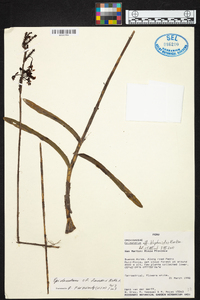 Epidendrum blepharistes image