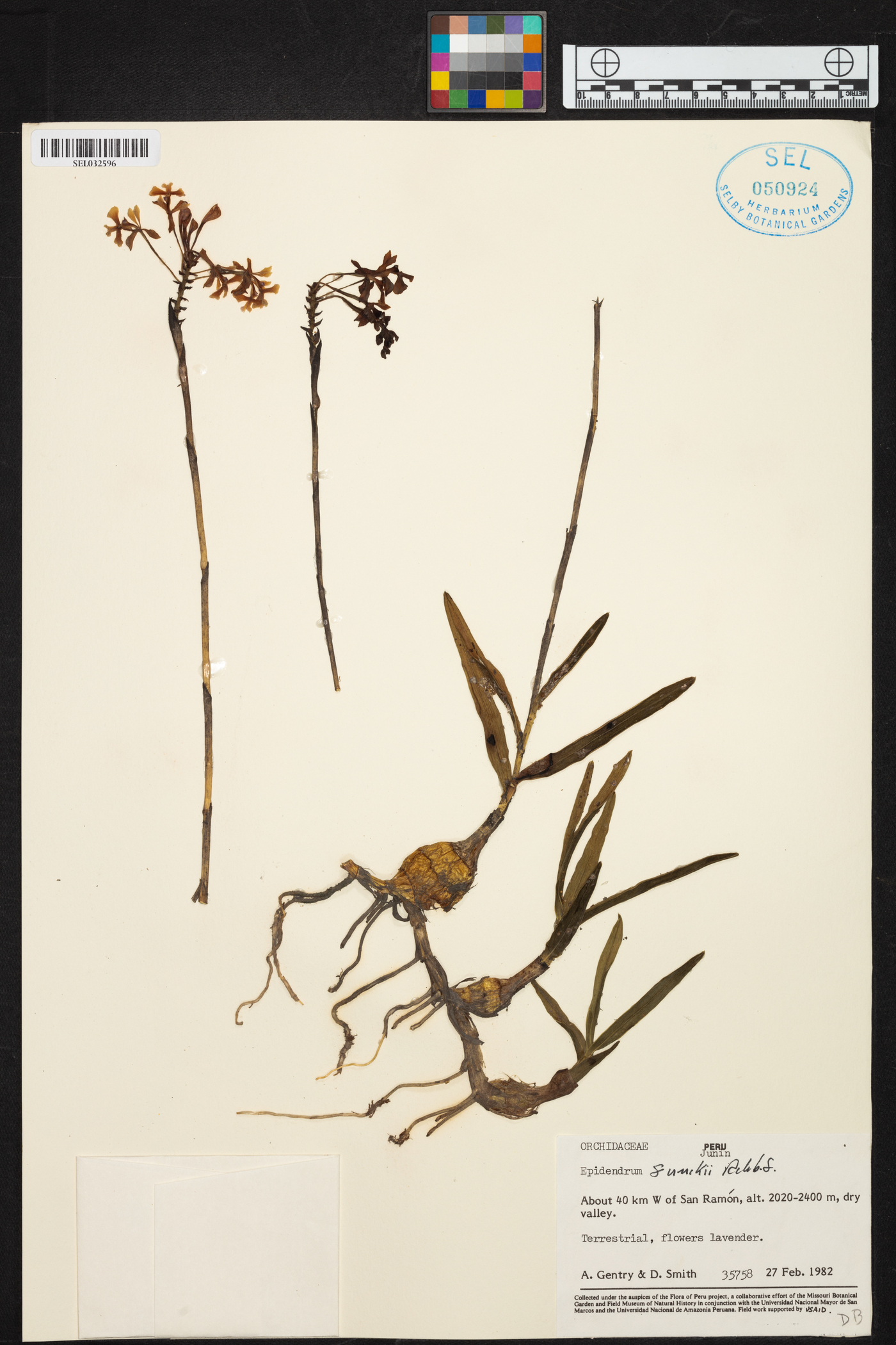 Epidendrum blepharistes image