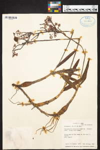 Epidendrum blepharistes image