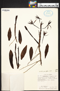 Epidendrum geminiflorum image