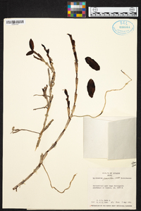 Epidendrum geminiflorum image