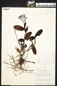 Epidendrum geminiflorum image