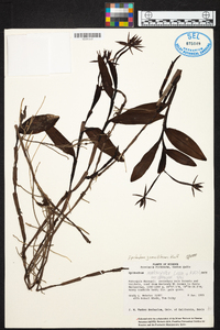 Epidendrum geminiflorum image