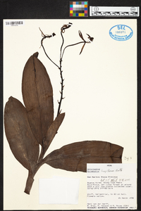 Epidendrum leucochilum image