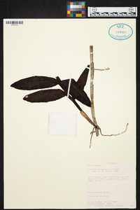 Epidendrum geminiflorum image