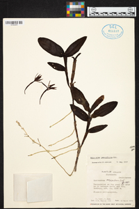 Epidendrum megagastrium image