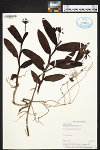 Epidendrum geminiflorum image