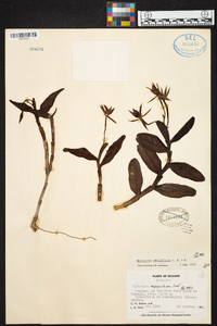 Epidendrum geminiflorum image