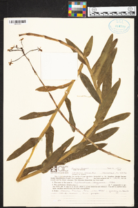 Epidendrum ibaguense image