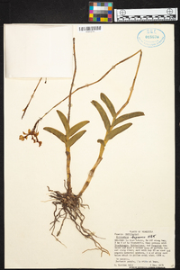 Epidendrum ibaguense image