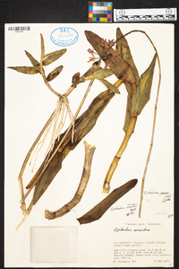 Epidendrum jamiesonis image