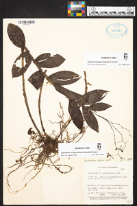 Epidendrum paniculatum image