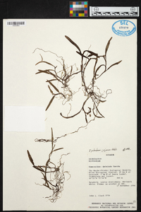 Epidendrum jejunum image