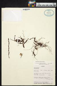 Epidendrum jejunum image