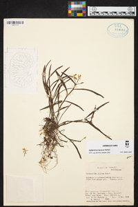 Epidendrum jejunum image