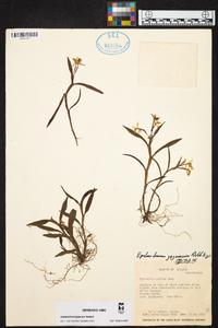 Epidendrum jejunum image