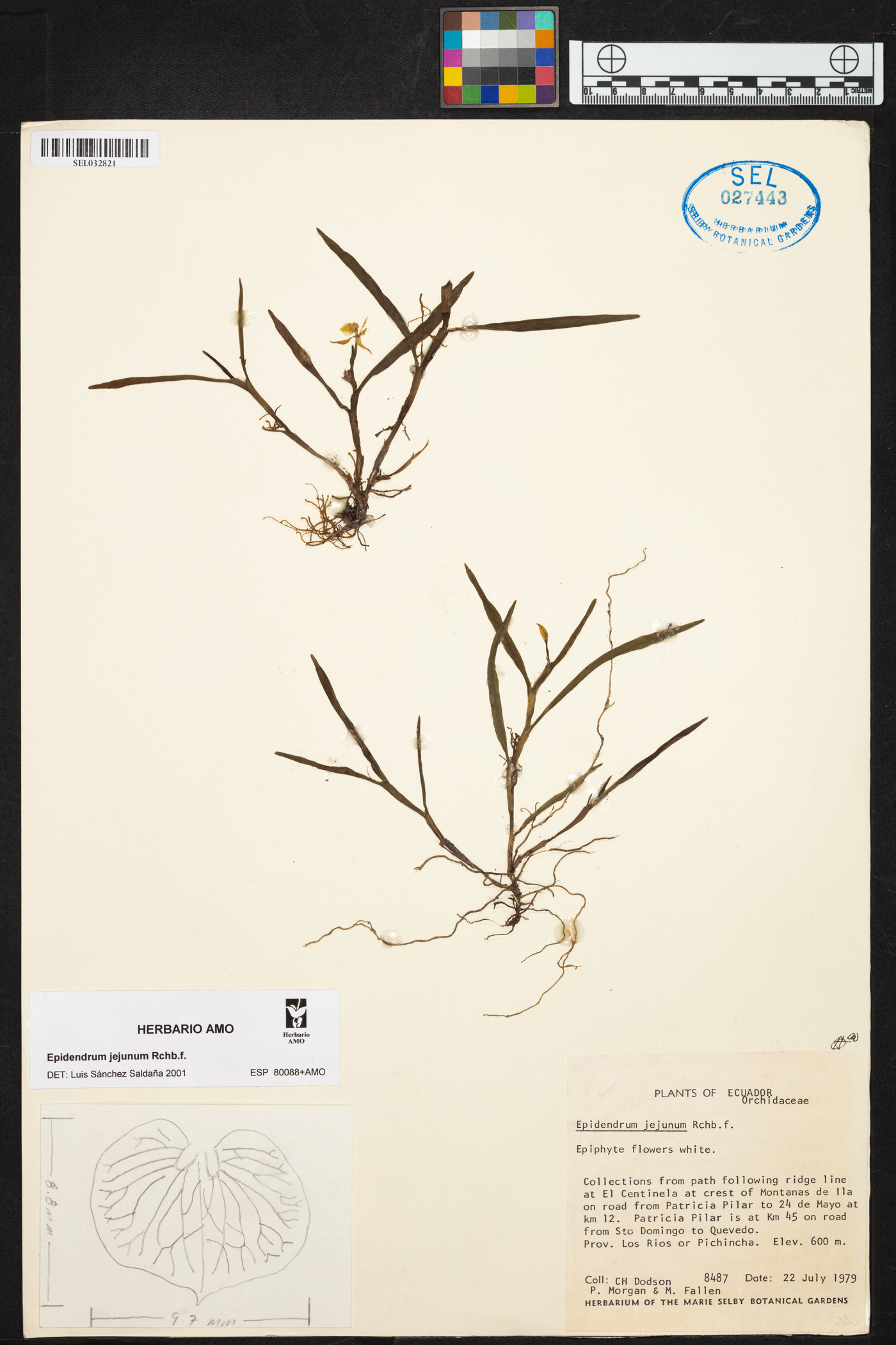 Epidendrum jejunum image