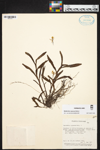 Epidendrum jejunum image