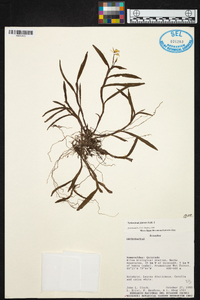 Epidendrum jejunum image