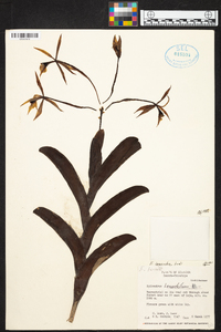 Epidendrum lacustre image