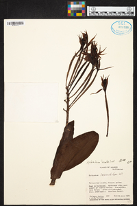Epidendrum leucochilum image