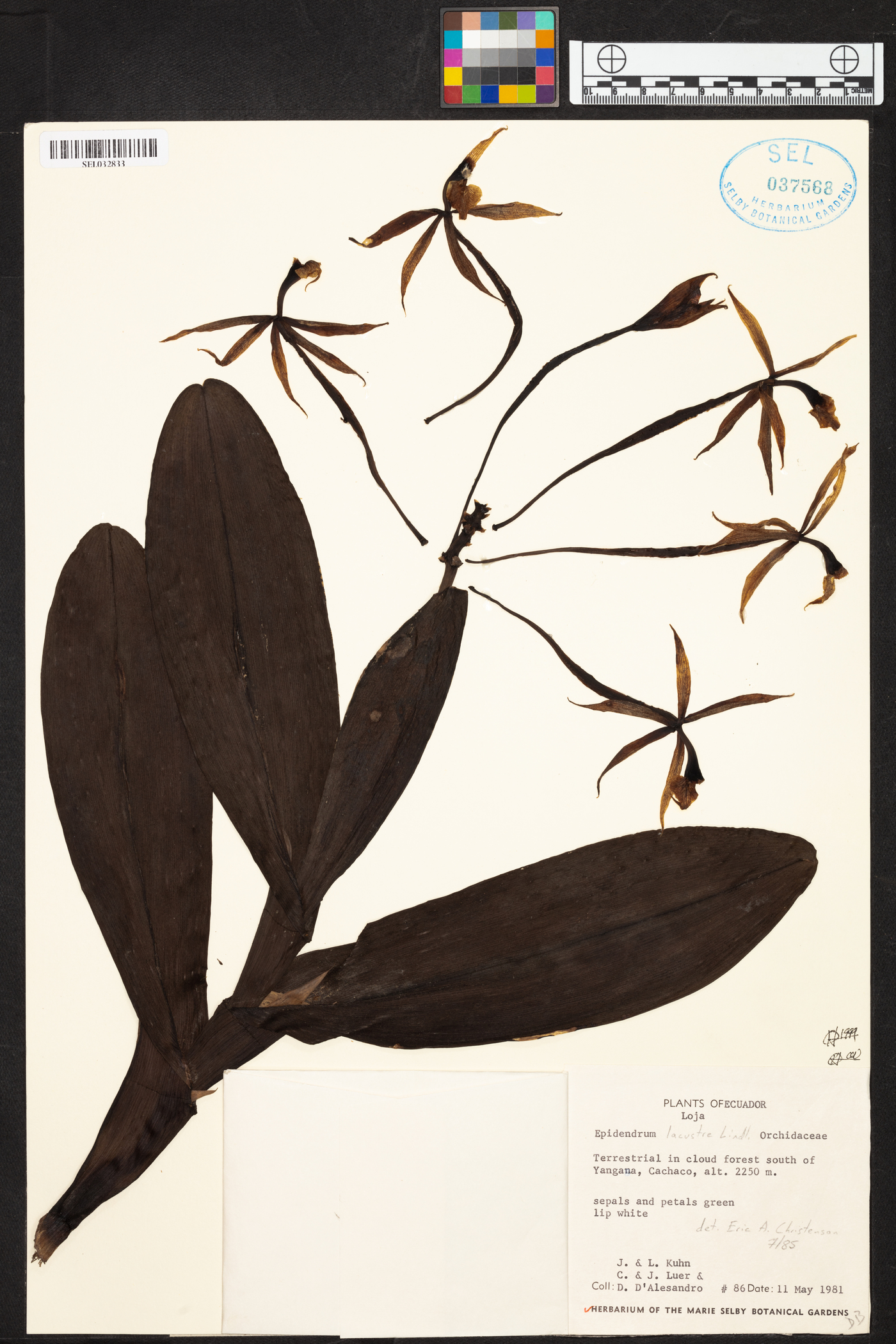 Epidendrum lacustre image