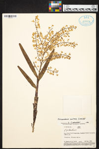 Epidendrum lanipes image