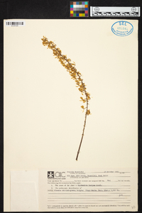 Epidendrum lanipes image