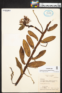 Epidendrum pichinchae image