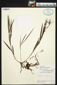 Epidendrum longicolle image