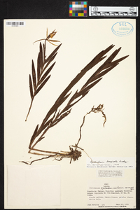 Epidendrum longicolle image