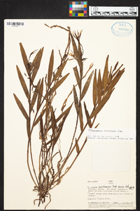 Epidendrum longicolle image