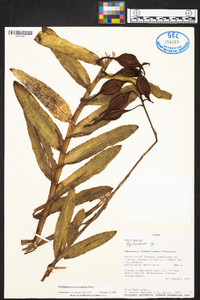 Epidendrum macrocarpum image