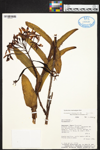 Epidendrum macrocarpum image