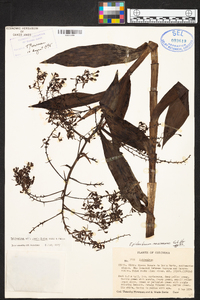 Epidendrum paniculatum image