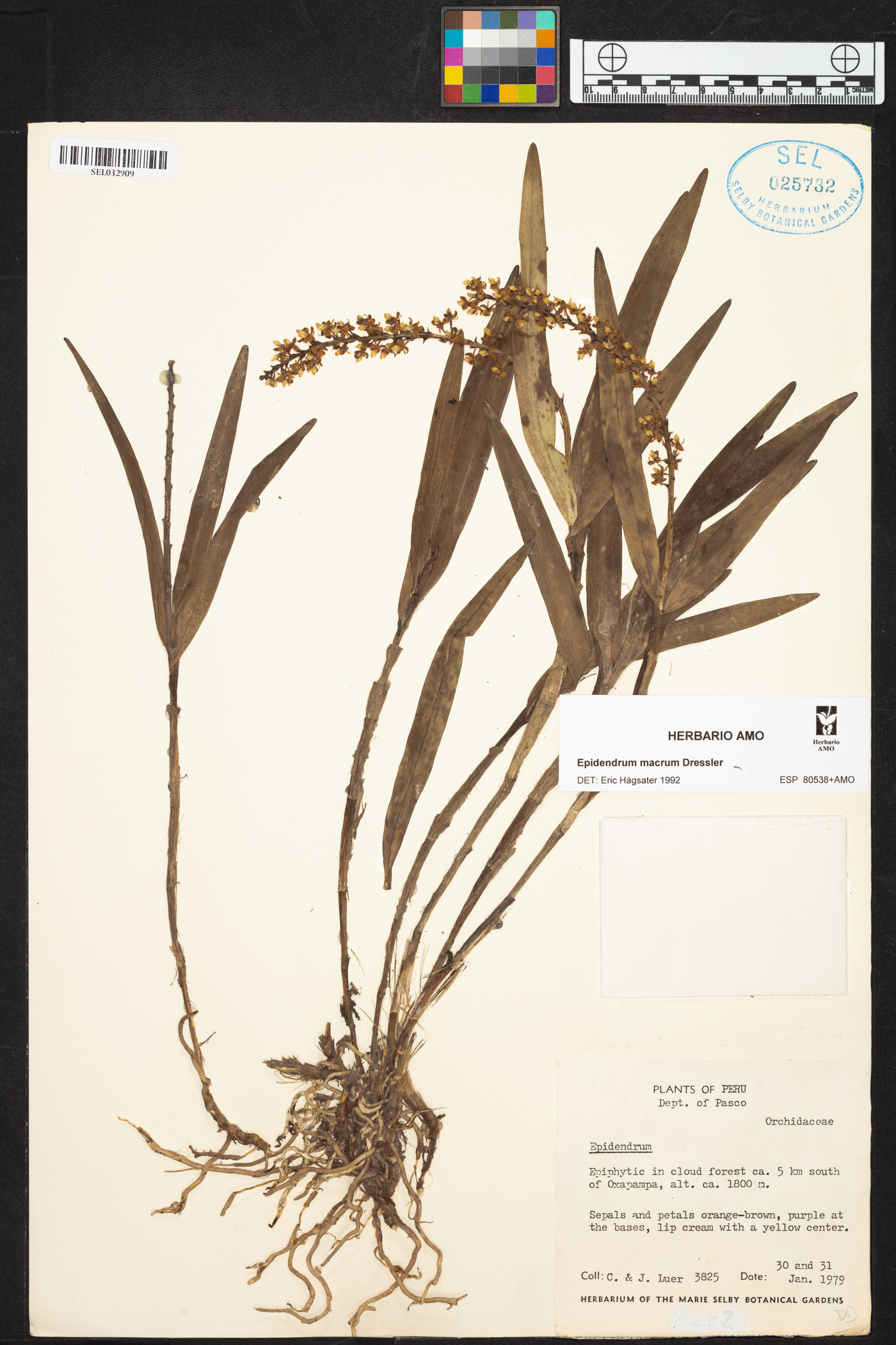 Epidendrum macrum image