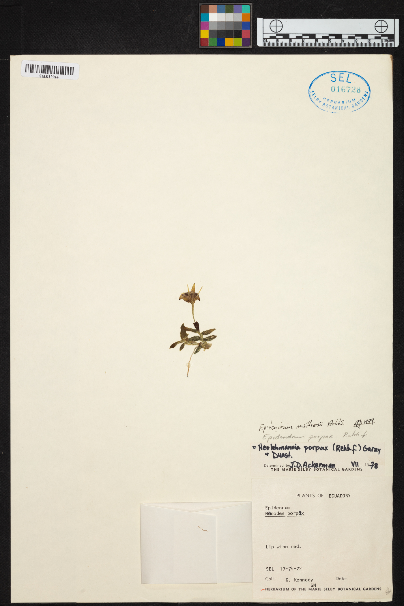 Epidendrum mathewsii image