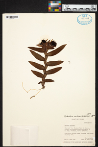 Epidendrum medusae image