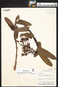 Epidendrum megaloclinium image